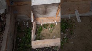 Зимовка черенков в череночнике