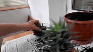 Хавортия. Ответы на вопросы. Цветение.Пересадка