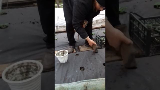 Посадка клубники на агроволокно смотреть онлайн