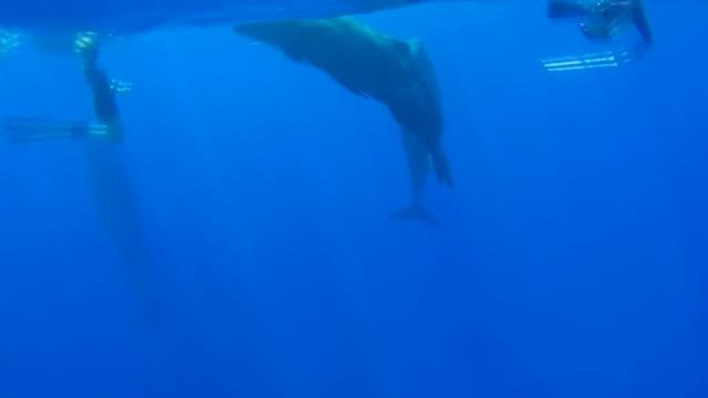 Секретный тур в поисках кашалотов. Первый выход в океан. смотреть онлайн