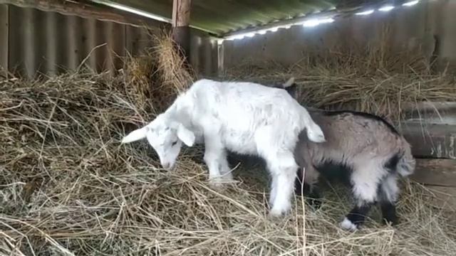 МОПС и домашние животные в деревне | Сельская жизнь без суеты смотреть онлайн