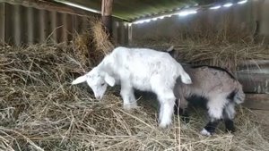 МОПС и домашние животные в деревне | Сельская жизнь без суеты