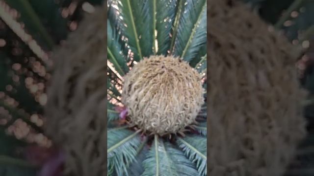 Cycas growth from seeds. & germination methods смотреть онлайн