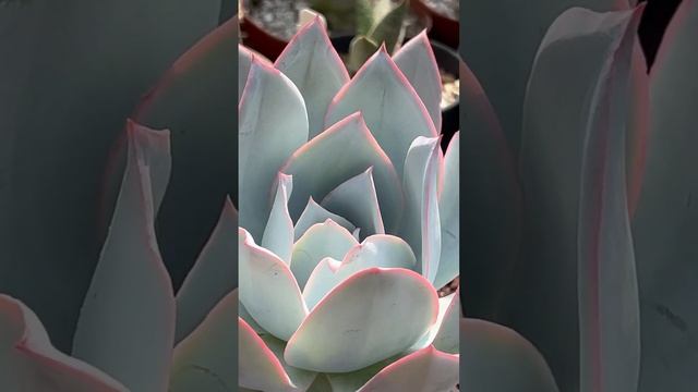 Enchanting and rare succulent:  Echeveria cante! ????