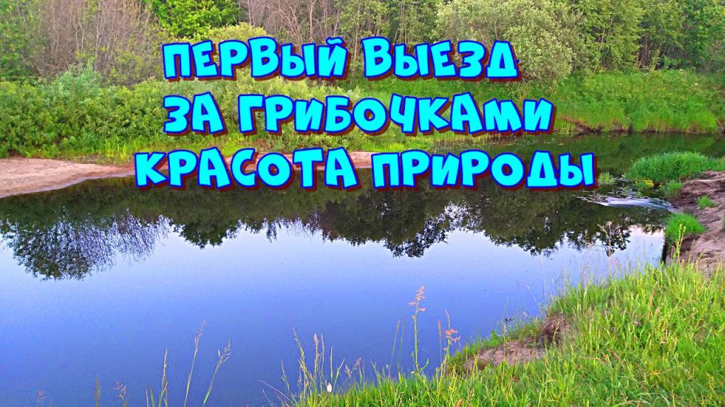 Первый выезд за грибами. Наслаждение природой. Маслята