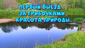 Первый выезд за грибами. Наслаждение природой. Маслята