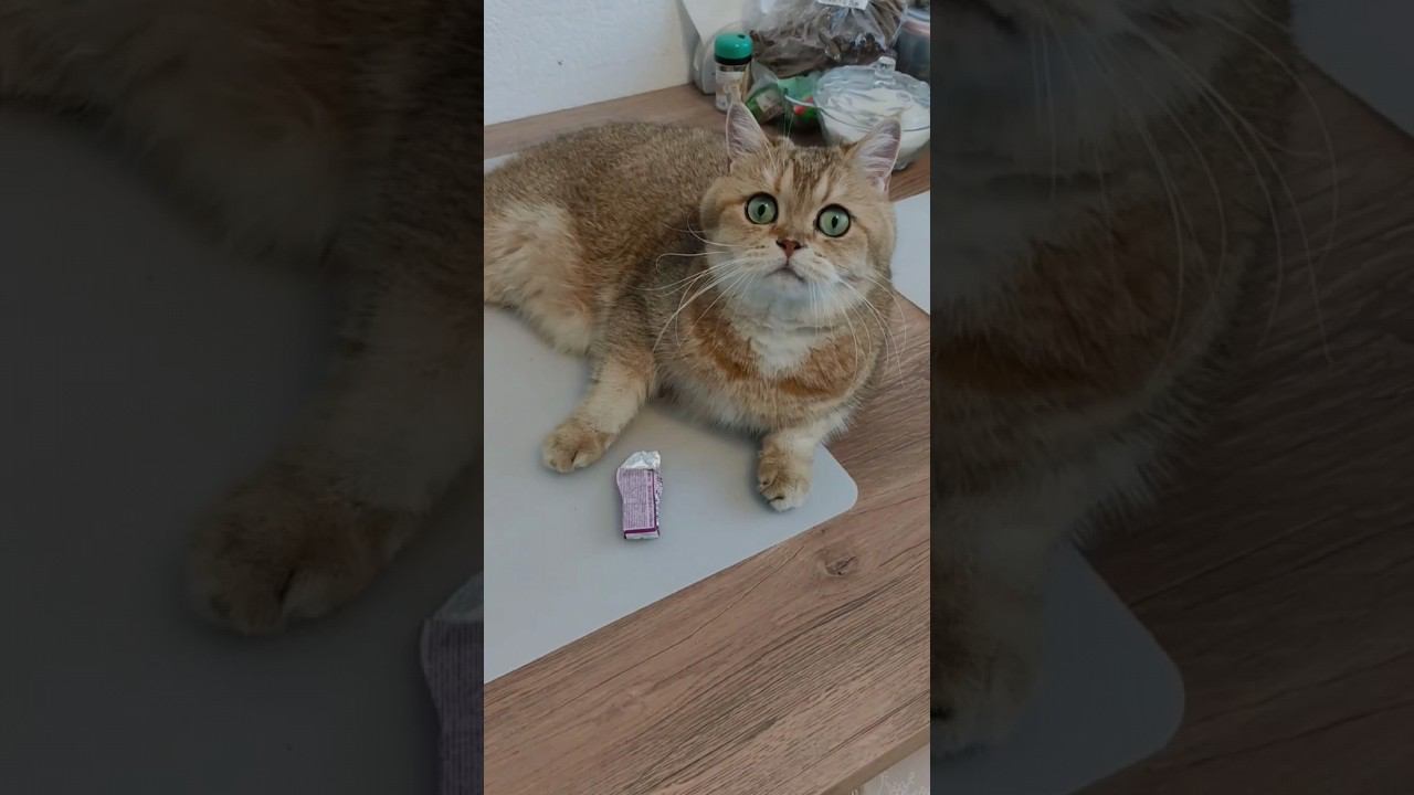 Прекрасненько #cat #cutecat #funny #cute #безкотаижизньнета #котики #кошка #смешныекоты #animal