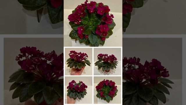 Precious Red . Миниатюрная фиалка ❤️ смотреть онлайн