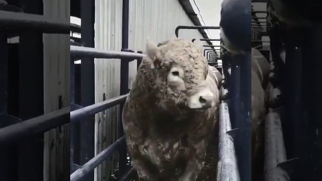 Аулиеколь самая уникальная порода КРС смотреть онлайн