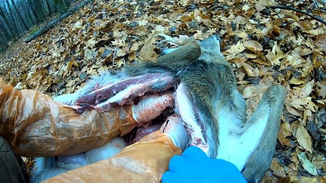 How to Field Dress Deer with BUTT OUT ( FAST N CLEAN) смотреть онлайн