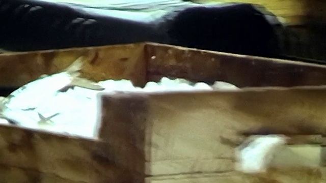 1987 год. Тазовский. Прием рыбы на рыбозаводе.