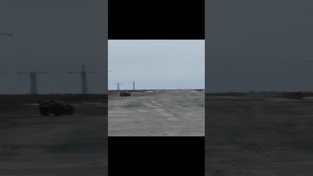 Спасение лося от медведя