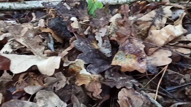 За грибами после дождика...в субботу в середине июля, 16 июля, грибы 2022 смотреть онлайн