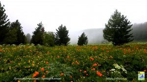 Алтай 77 2020 ►► Авторский тур на Алтай.