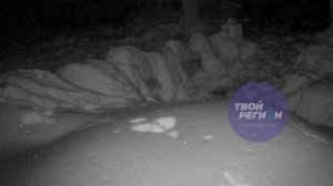 Исследование животных в зимнем национальном парке: специалисты "Таганая" и "Зигальга" в деле