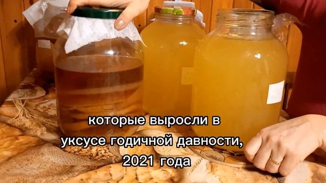 Уксус из груш, обзор готового, рецепт в описании
