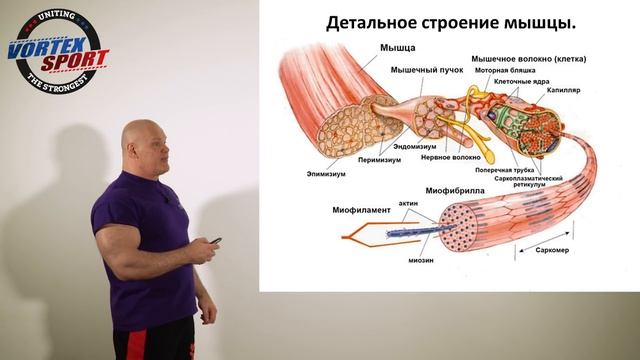 Как работают мышцы и от чего зависит сила, скорость, выносливость и ловкость человека!