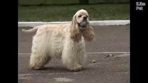 Американский кокер спаниель   О породе на iLikePet