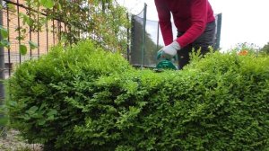 Самшит, оригинальная стрижка. Фигурная формировка  изгороди из самшита, видео с пасхалкой.
