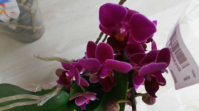 Орхидеи. Фаленопсисы для вас. Отправляю по всей России почтой. смотреть онлайн