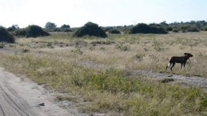 Охота Гиеновых собак (Ботсвана национальный парк Чобе)