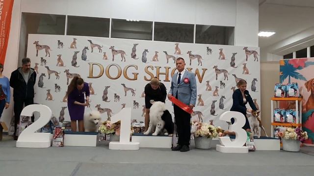 10.02.2024, СПб. Клуб "СЕНСАЦИЯ-1". Выставка собак САС 5 группы FCI смотреть онлайн