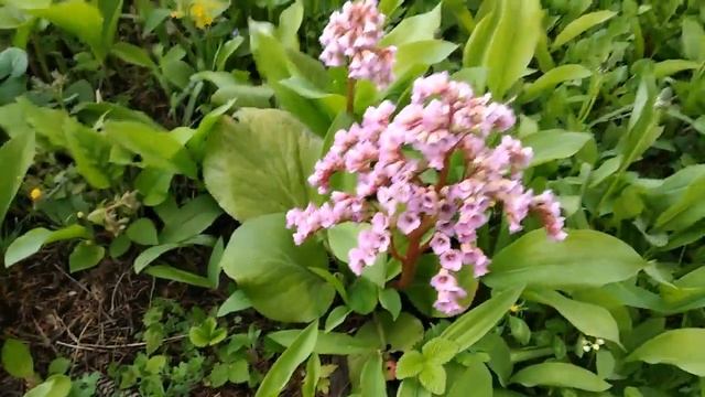 #ЛАНДЫШИ #БАРБАРИС #БАДАН смотреть онлайн