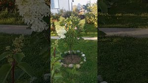 Гортензия Фантом на штамбе