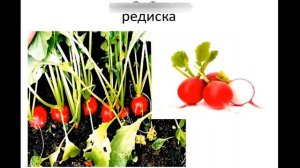 Овощи. Развивающее видео для детей / малышей. Учим овощи