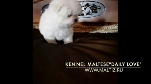 Питомник мальтезе "DAILY LOVE" | В продаже щенок мальтезе
