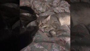 Бедный котик чуть не склеил ласты от запаха из пасти собакена.