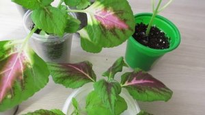 Размножение колеуса черенками после обрезки верхушек