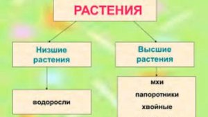 04.09 Высшие и низшие растения