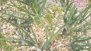 Лук и Стрелы! Подкормка для качественной луковицы даже из стрелкующегося лука!