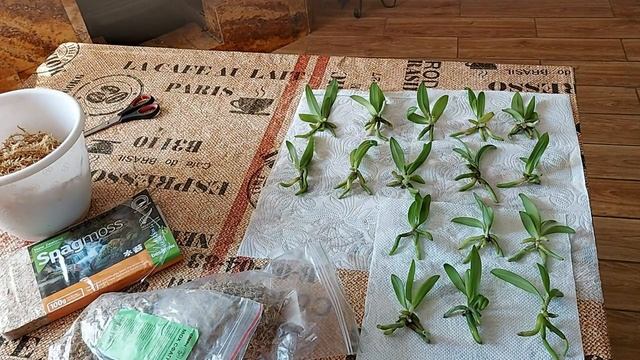 Посадка малышей орхидеи Фаленопсис из фласки. Когда, куда и как. смотреть онлайн