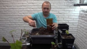 Подготовка грунта и высадка укорененных черенков винограда в ёмкости