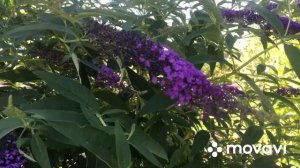 #буддлеядавида #кустарник Буддлея Давида оно же ,,Бабочкино дерево’’ в нашем саду