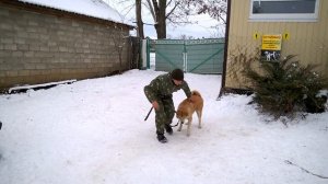 Японская Акита . Дрессировка. "Тори" 9 месяцев./The Japanese Akita . Training. Tori 9 months