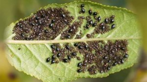 Интересные факты о божьих коровках