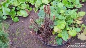 Нужный,морозостойкий многолетник-гравилат