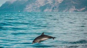 Dolphin Sounds with Ambient Music! for DEEP Sleep, Relaxation, Meditation | 10 Hours Noisy Nik