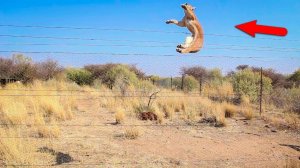 Невероятные прыжки животных!