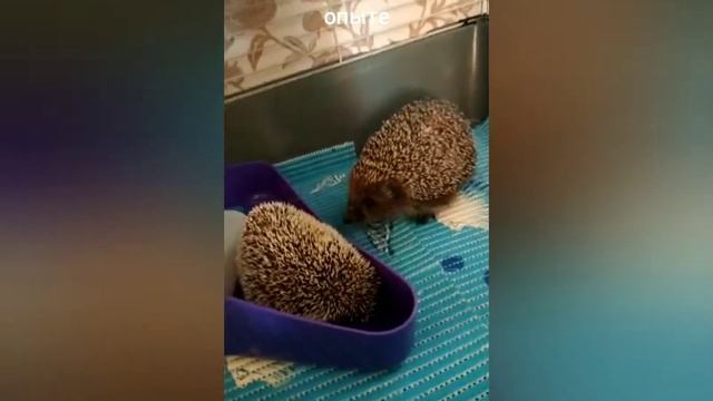 Не заселяйте лесного и африканского ежа в одну клетку смотреть онлайн