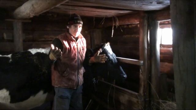097.Окунево.Кормление коровы.Корова портит сено, что делать? смотреть онлайн