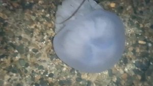 Большие медузы в ночном море