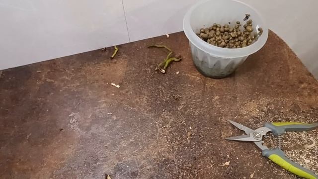 18.12.22.ОРХИДЕЯ Пират Пикоти пересадка смотреть онлайн