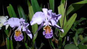 Cattleya mossiae coerulea 'Samson' x 'Terepaima'