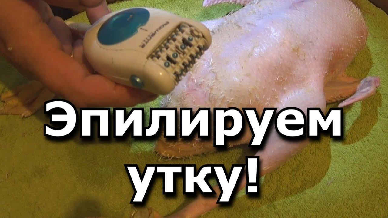 Как ощипать и выпотрошить утку
