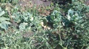 Томат _ Ослинные уши _