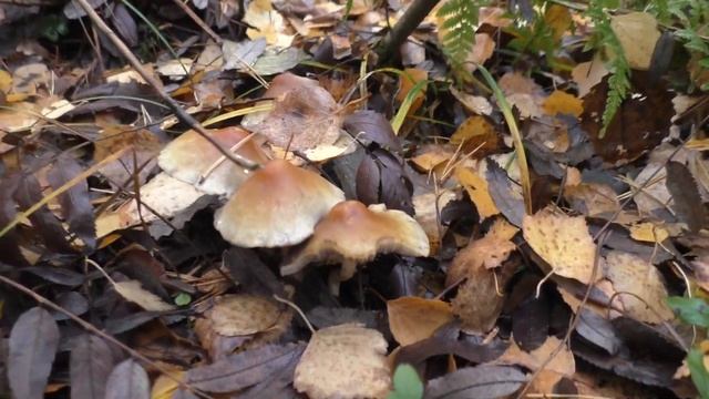 От одного пня к другому. Летние опята и ложноопята. "Дневник грибника" 16 октября 2021 года. смотреть онлайн